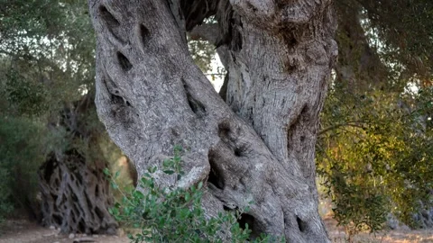 Ancient olive tree grove Stock Footage 314988507