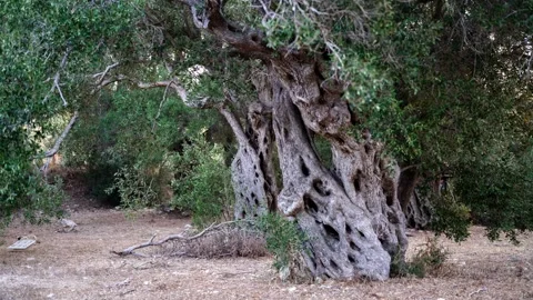 Ancient olive tree grove Stock Footage 314988509