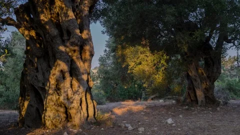 Ancient olive tree grove Stock Footage 314988511