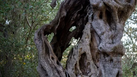 Ancient olive tree grove Stock Footage 314988526