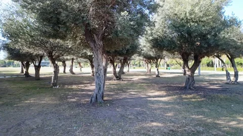 Ancient Olive Tree Grove Park Pan Shot Antalya Stock Footage 337718856