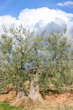Ancient olive tree growing in arid field Fotos de archivo