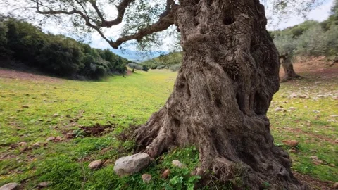Ancient Olive Tree with Huge Trunk in Mediterranean Field Video stock 303482714