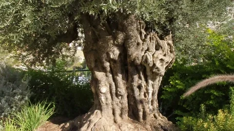 Ancient olive tree in Jerusalem Stock Footage 151025874