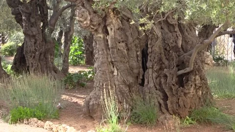 Ancient olive tree in Jerusalem in the garden Gethsemane Stock Footage 151025868