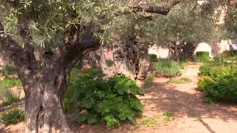 Ancient olive tree in Jerusalem in the garden Gethsemane Stock Footage 151025888