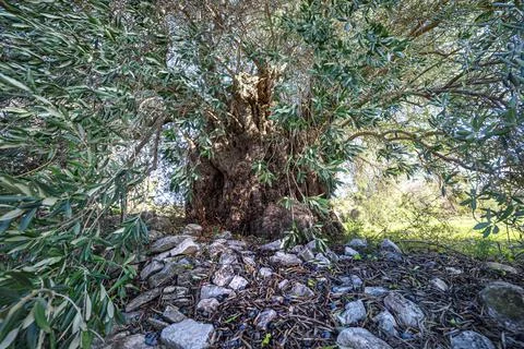 Ancient olive tree with large deformed trunk and fruits on the ground, wide a Stock Photos