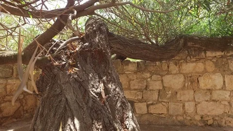 Ancient Olive Tree with Massive Trunk Stock Footage 77771854