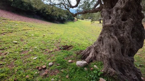 Ancient Olive Tree with Massive Trunk in Windy Field Vídeo Stock 303482456
