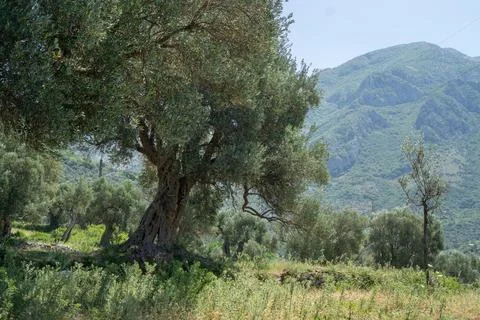 Ancient olive tree with massive twisted trunk in a lush green valley against  Stock Photos