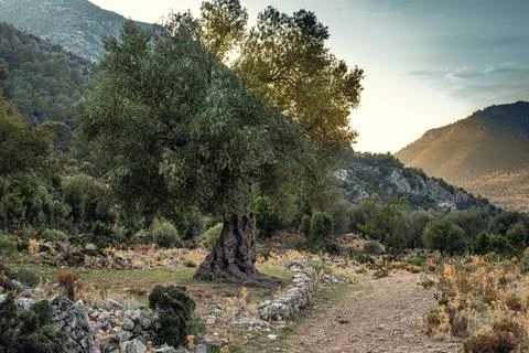 Ancient olive tree in mountains along the Western Lycian Way Stock Photos