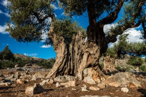 Ancient olive tree 写真素材