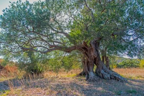 Ancient olive tree Stock Photos