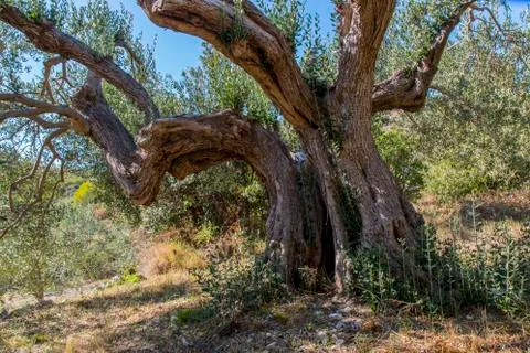 Ancient olive tree Stock Photos