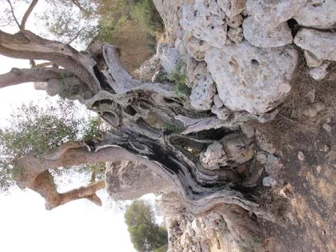 Ancient olive tree Stock Photos