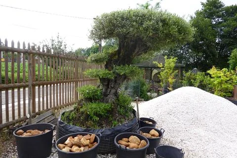 Ancient Olive Tree with Rocks and Gravel in Garden Setting Stock Photos