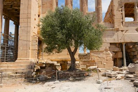 Ancient Olive Tree Standing Amidst Greek Temple Ruins Stock Photos