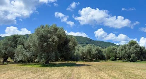 Ancient Olive Tree Standing in a Green Meadow Under Blue Sky 库存照片