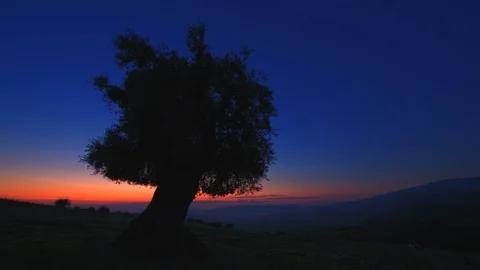 Ancient Olive Tree At Sunrise Time Lapse Stock Footage 100290251