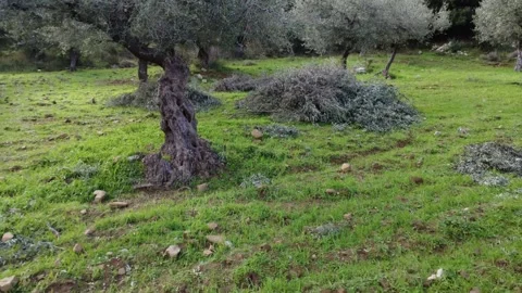 Ancient Olive Tree with Textured Trunk on Green Mediterranean Hillside Stock Footage 343993722