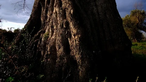 Ancient Olive Tree, Tilting Up Stock Footage 122988328