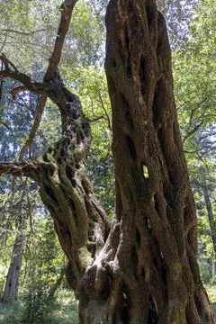 Ancient olive tree trunk branches with twisted bark Stock Photos