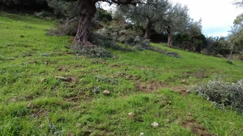 Ancient Olive Tree Trunk Detail in Green Mediterranean Agricultural Grove Stock Footage 343994958
