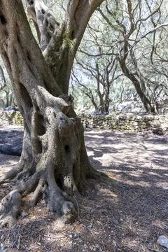 Ancient olive tree trunk displaying gnarled texture in Corfu grove Stock Photos