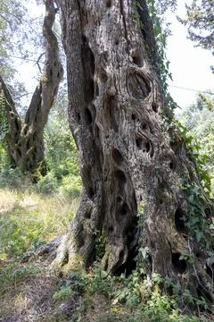 Ancient olive tree trunk displaying weathered bark and texture Stock Photos