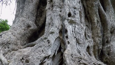 Ancient Olive Tree Trunk Stock Footage 75406328