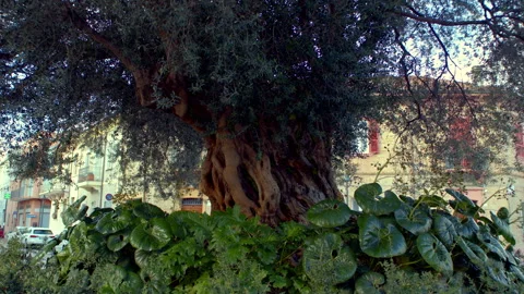 Ancient Olive Tree Trunk Framed by Ivy Leaves in Rimini, Italy Stock Footage 346112878