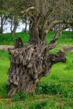 Ancient Olive Tree Trunk with Gnarled Texture in Verdant Landscape Stock Photos
