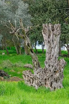 Ancient Olive Tree Trunk with Gnarled Texture in Verdant Landscape Stock Photos
