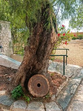 Ancient olive tree trunk with millstone and stone wall in Villefranche sur Mer Stock Photos