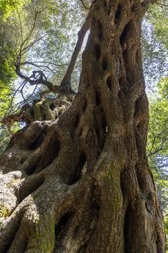 Ancient olive tree trunk showing twisted bark texture Stock Photos