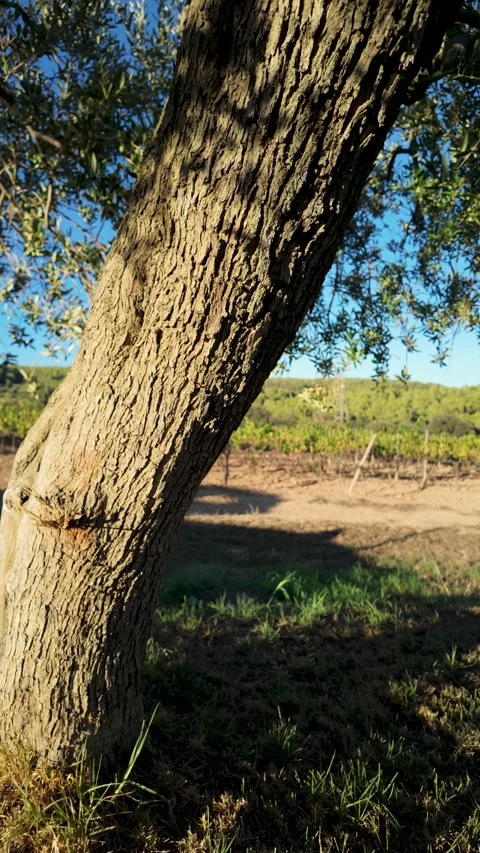 Ancient olive tree trunk with vineyard landscape visible in the background Stock Footage 345040042