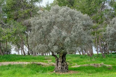 Ancient Olive Tree Under a Vibrant Sky Stock Photos