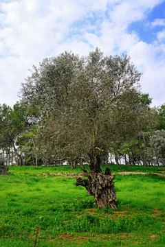 Ancient Olive Tree Under a Vibrant Sky Stock Photos