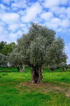 Ancient Olive Tree Under a Vibrant Sky Stock Photos