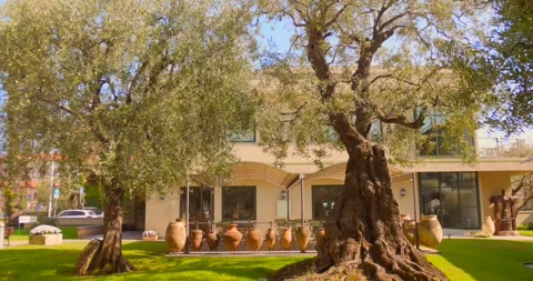 Ancient Olive Trees and Terracotta Jars at Carlo Carli Olive Museum Italy Stock Footage 346512689