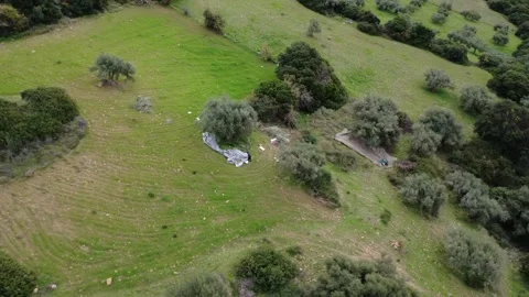 Ancient Olive Trees Harvested On Steep Mountain Meadow Stock Footage 326935477