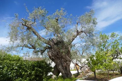Ancient olive trees at a masseria Stock Photos