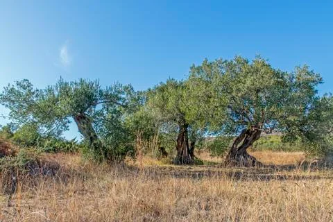 Ancient olive trees Stock Photos