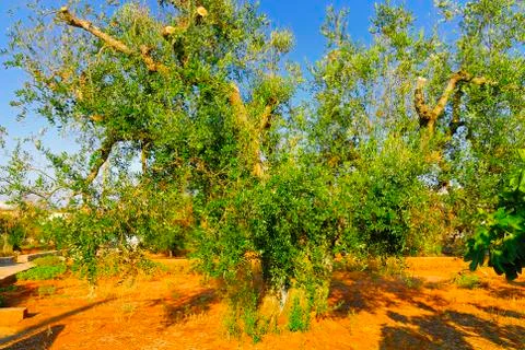 Ancient olive trees of Salento, Apulia, southern Italy Stock Photos