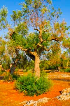Ancient olive trees of Salento, Apulia, southern Italy Stock Photos