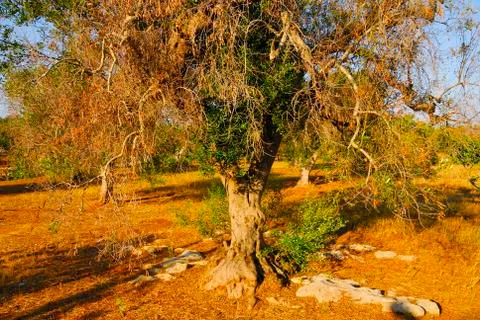 Ancient olive trees of Salento, Apulia, southern Italy Stock Photos