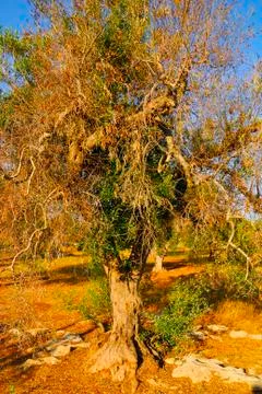 Ancient olive trees of Salento, Apulia, southern Italy Stock Photos
