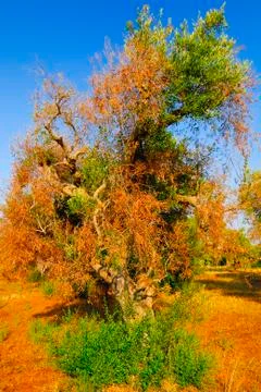 Ancient olive trees of Salento, Apulia, southern Italy Stock Photos