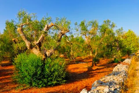Ancient olive trees of Salento, Apulia, southern Italy Stock Photos