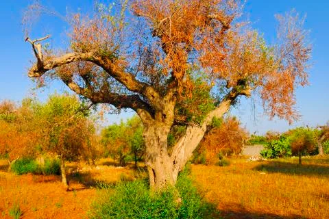 Ancient olive trees of Salento, Apulia, southern Italy Foto stock